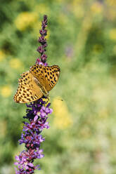 Gefleckter Schmetterling auf Blutweiderich (Lythrum salicaria) - IPF00568