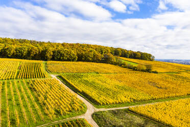 Deutschland, Hessen, Martinsthal, Blick aus dem Hubschrauber auf gelbe Weinberge im Herbst - AMF08649