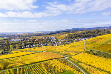 Deutschland, Hessen, Martinsthal, Blick aus dem Hubschrauber auf gelbe Weinberge im Herbst - AMF08650