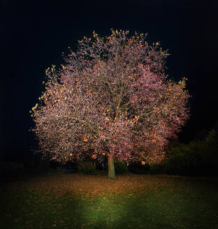 Einsamer Herbstbaum bei Nacht - SKAF00152