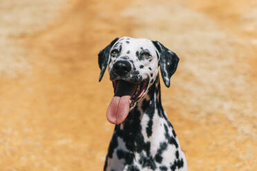 Dalmatinerhund streckt die Zunge heraus, während er auf einem Feld sitzt - ABAYF00009