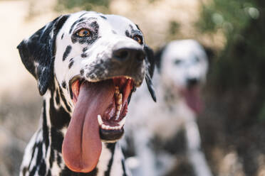 Hund schaut weg und streckt die Zunge heraus - ABAYF00013