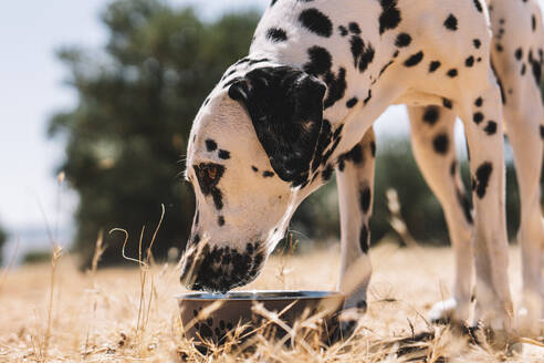 Dalmatiner trinkt Wasser aus einem Napf auf einem Feld - ABAYF00016