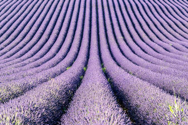 Ein blühendes Lavendelfeld in der Provence (Frankreich) - CAVF90449