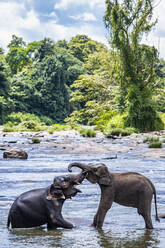 Two Asian elephants bonding at the aninmal sanctuary in Pinnawala - CAVF90471