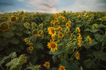 Sonnenblumenfeld unter wolkenblauem Himmel im Sommer - CAVF90544