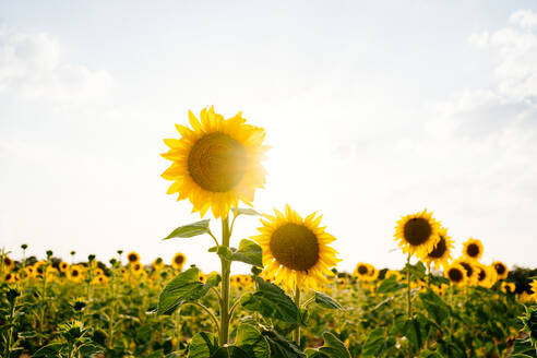 Malerische Landschaft mit ausgedehnten landwirtschaftlichen Feldern mit blühenden gelben Sonnenblumen in der Sommerlandschaft - ADSF17244