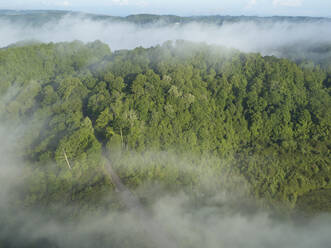 Aerial view of green forest shrouded in low clouds - BCDF00524