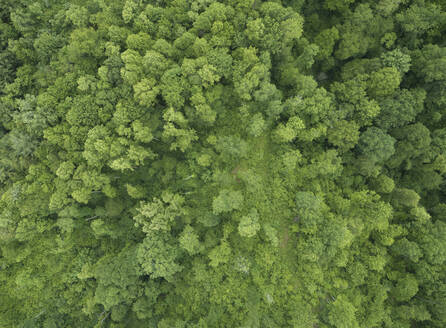 Drohnenansicht eines grünen Waldes im Sommer - BCDF00568