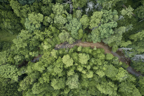 Aerial view of Little Clear Creek flowing through lush green forest - BCDF00571