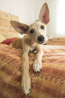 Portrait of brown Whippet lying on bed - SKCF00702