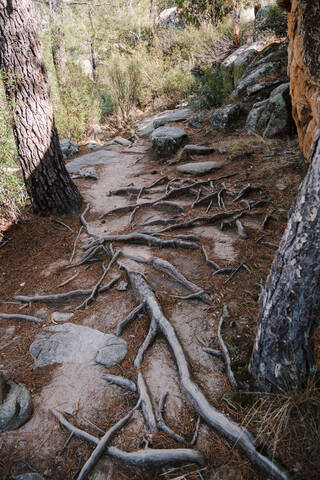 Rock path on mountain in forest at La Pedriza, Madrid, Spain stock photo
