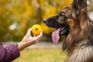 Mann zeigt seinem Hund ein Spielzeug, während er ihn im Park trainiert - OCMF01842