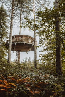 Riesiges Holzhaus zwischen Pinien über dem Boden in einem Wald in der Biskaya - ADSF17324