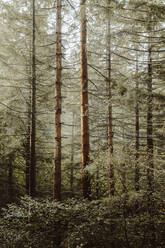 Ruhige Landschaft mit hohen Bäumen und grünen Pflanzen am nebligen Morgen in den Wäldern der Biskaya - ADSF17325
