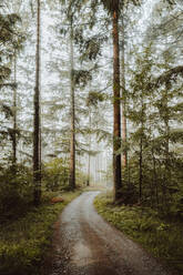 Picturesque scenery of woods with sandy pathway surrounded by coniferous trees on gloomy day in Biscay - ADSF17326