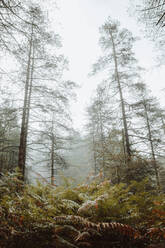 Tranquil landscape of tall trees and green fern in misty morning in woods of Biscay - ADSF17327