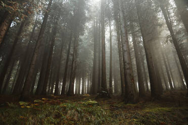 Ruhige Landschaft mit hohen Bäumen und grünen Pflanzen am nebligen Morgen in den Wäldern der Biskaya - ADSF17333