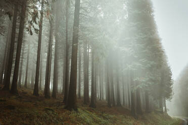 Ruhige Landschaft mit hohen Bäumen und grünen Pflanzen am nebligen Morgen in den Wäldern der Biskaya - ADSF17334