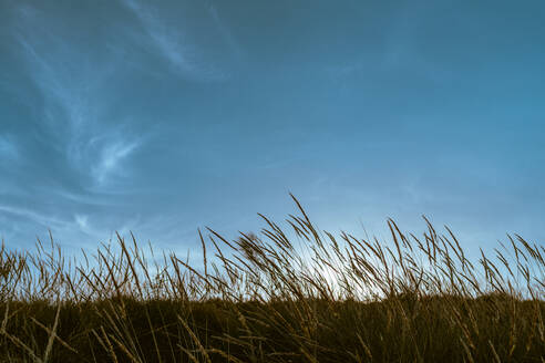 Trockene goldene Weizenähren flattern im Wind gegen den blauen Himmel an einem sonnigen Sommertag - ADSF17363