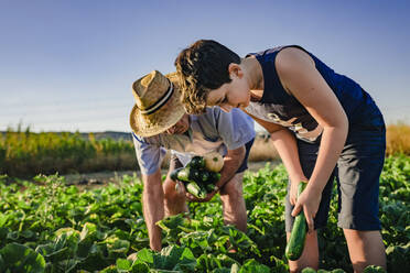 Unbekannter männlicher Bauer mit Hut arbeitet mit Kind auf dem Feld und pflückt zusammen reife Zucchini an einem Sommertag auf dem Lande - ADSF17364