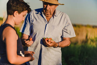 Preteen Junge mit Großvater essen frisch geerntet reifen süßen Erdbeeren, während die Zeit zusammen im Sommer Garten auf dem Lande - ADSF17366