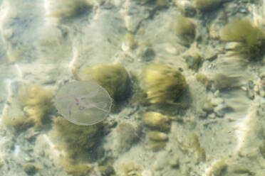 Jellyfish in shallow sea water - CHPF00701