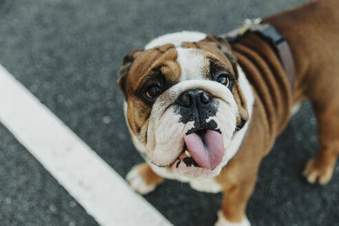 Von oben von einem lustigen reinrassigen Englischen Bulldoggenwelpen mit gefleckter Schnauze und herausgestreckter Zunge, der auf Asphaltboden steht - ADSF17500