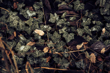 Ivy leaves and dried Autumn leaves - ACPF00882