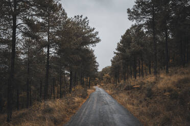 Country road surrounded with trees in Autumn - ACPF00887