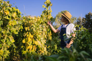 Seitenansicht eines niedlichen Kindes mit Strohhut, das in einem üppigen Garten steht und im Sommer reifes Gemüse sammelt - ADSF17517