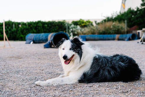 Adorable flauschigen Border Collie Hund auf dem Boden liegen und ruhen nach Agility-Training im Park mit speziellen Geräten - ADSF17577