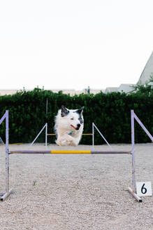 Border Collie Hund springt über Hürde mit Nummer beim Agility Training auf dem Platz - ADSF17579