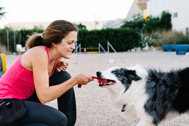 Border-Collie-Hund zieht Seil aus der Hand einer Ausbilderin beim Training auf einem Spielplatz mit Agility-Geräten - ADSF17580