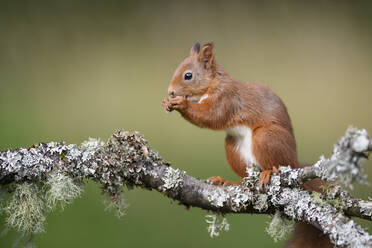 Nahaufnahme eines Eichhörnchens, das auf einem Ast stehend frisst - MJOF01834