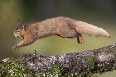 Blick auf ein Eichhörnchen, das auf einen Ast springt - MJOF01842