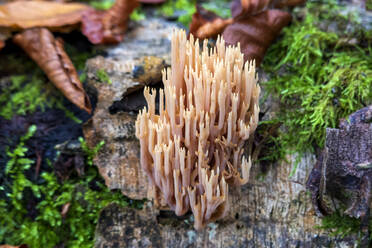 Coral mushrooms growing in forest in Autumn - NDF01165