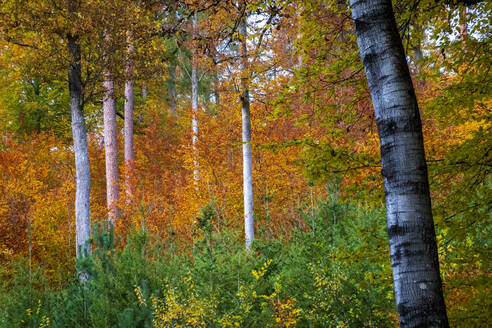 Bäume im Wald im Herbst - NDF01166
