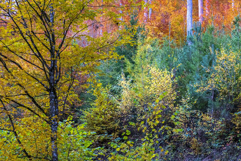 Bäume im Wald im Herbst - NDF01167