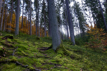 Trees in forest in Autumn - NDF01168