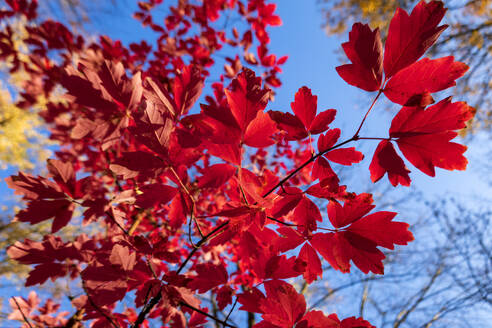 Rote Blätter auf einem Baumzweig im Herbst - NDF01170