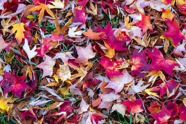 Red Autumn leaves on ground - NDF01171