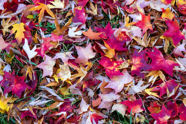 Rote Herbstblätter auf dem Boden - NDF01171