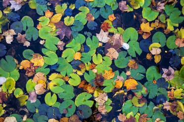 Seerosen auf einem Teich im Herbst - NDF01174