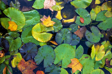 Seerosen auf einem Teich im Herbst - NDF01175