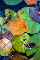 Seerosen auf einem Teich im Herbst - NDF01176