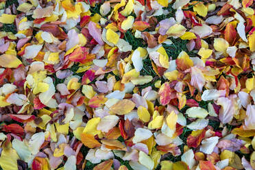 Herbstfarbene Blätter auf dem Boden - NDF01177