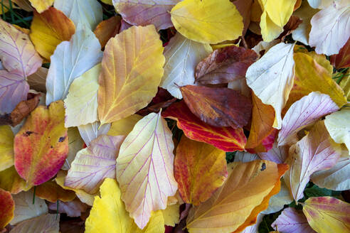 Herbstfarbene Blätter auf dem Boden - NDF01178