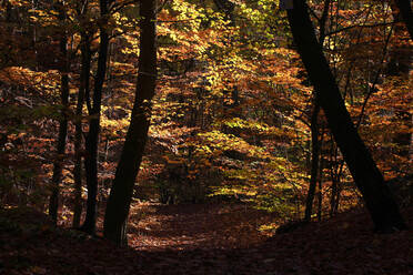 Gelber Wald im Herbst - JTF01744