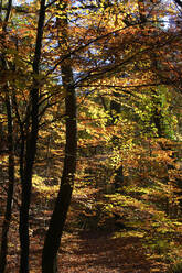 Gelber Wald im Herbst - JTF01745